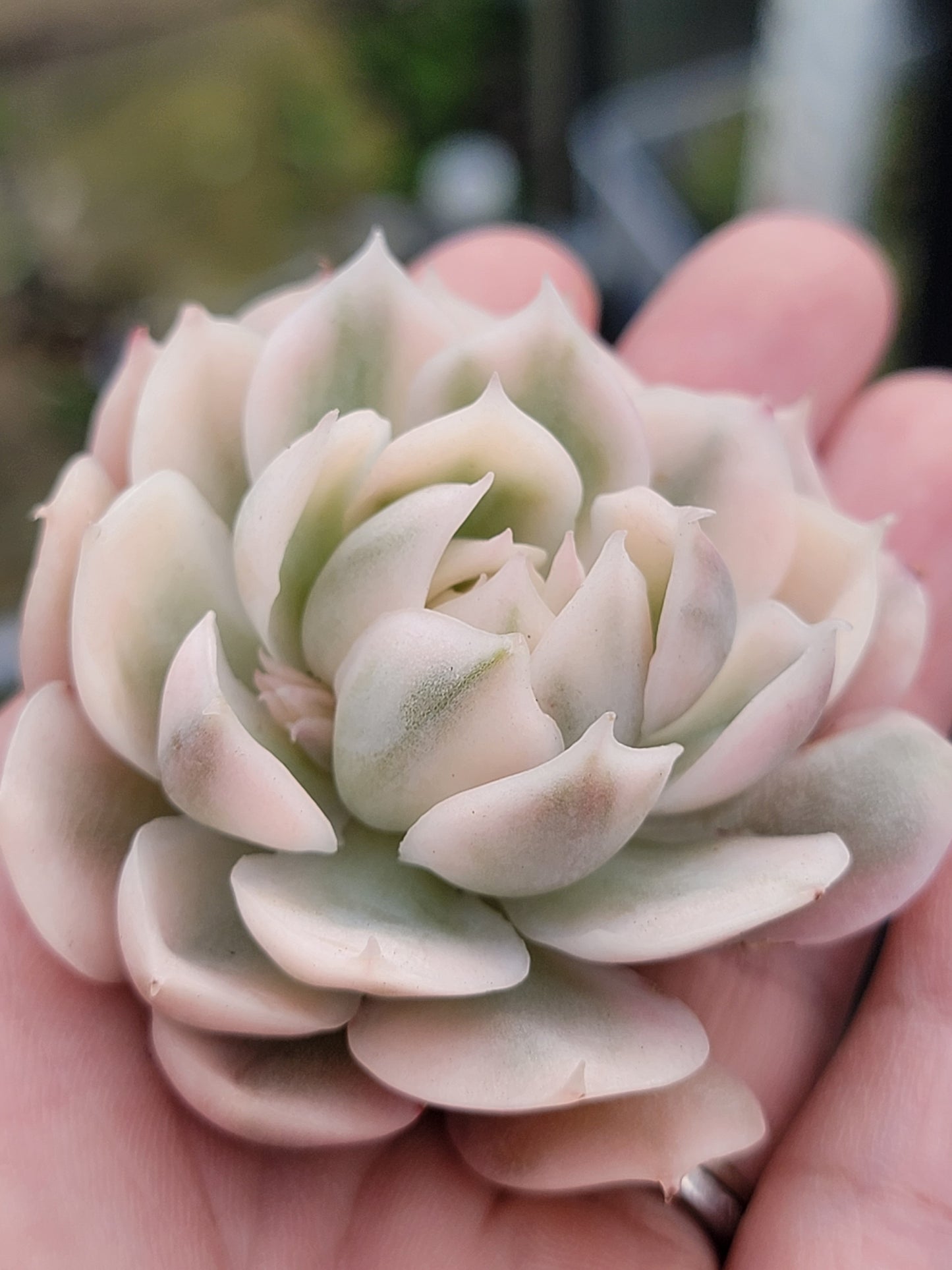 Imported Onslow var. succulent