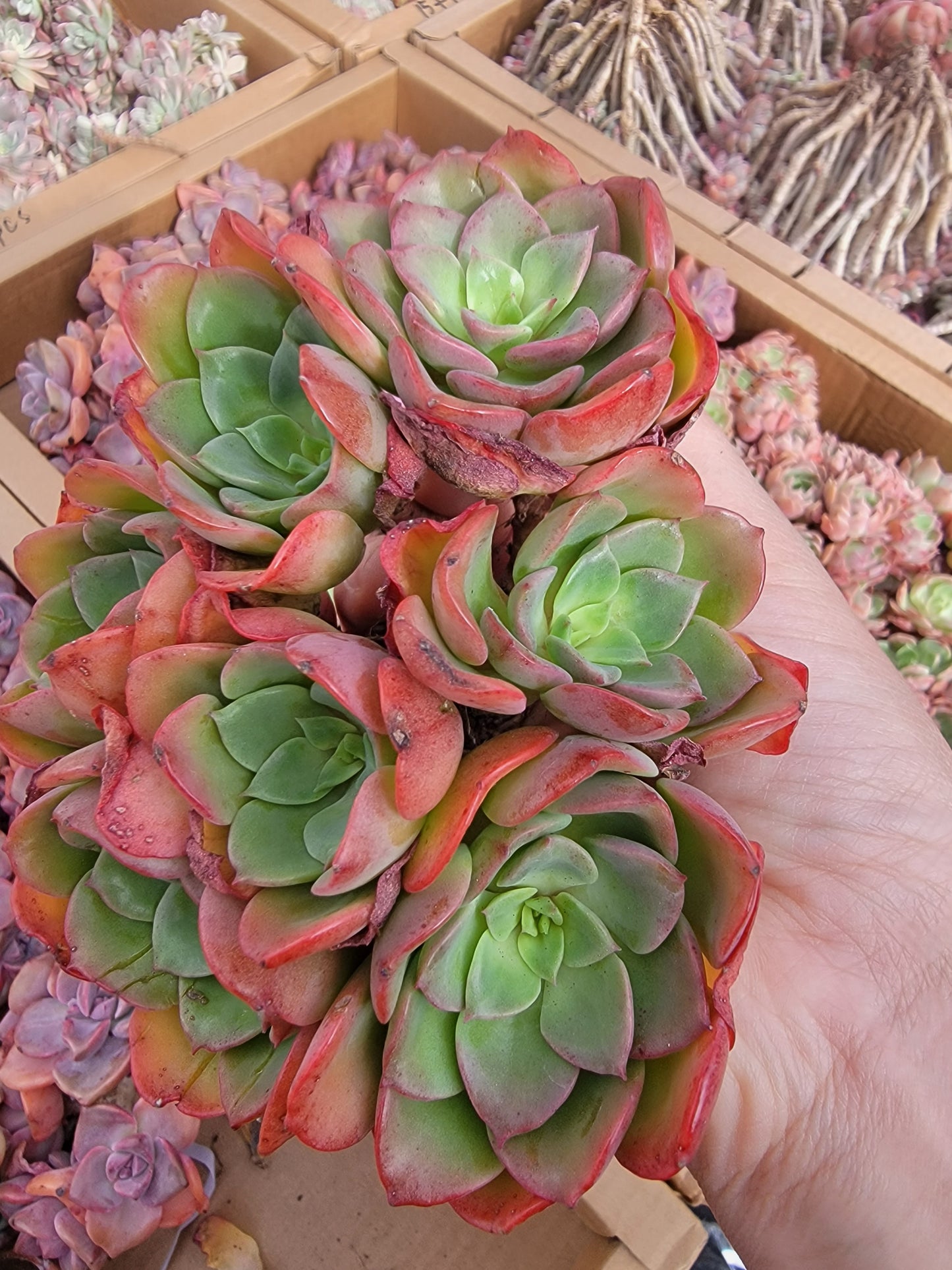 Imported Noble succulent ( color is currently green)