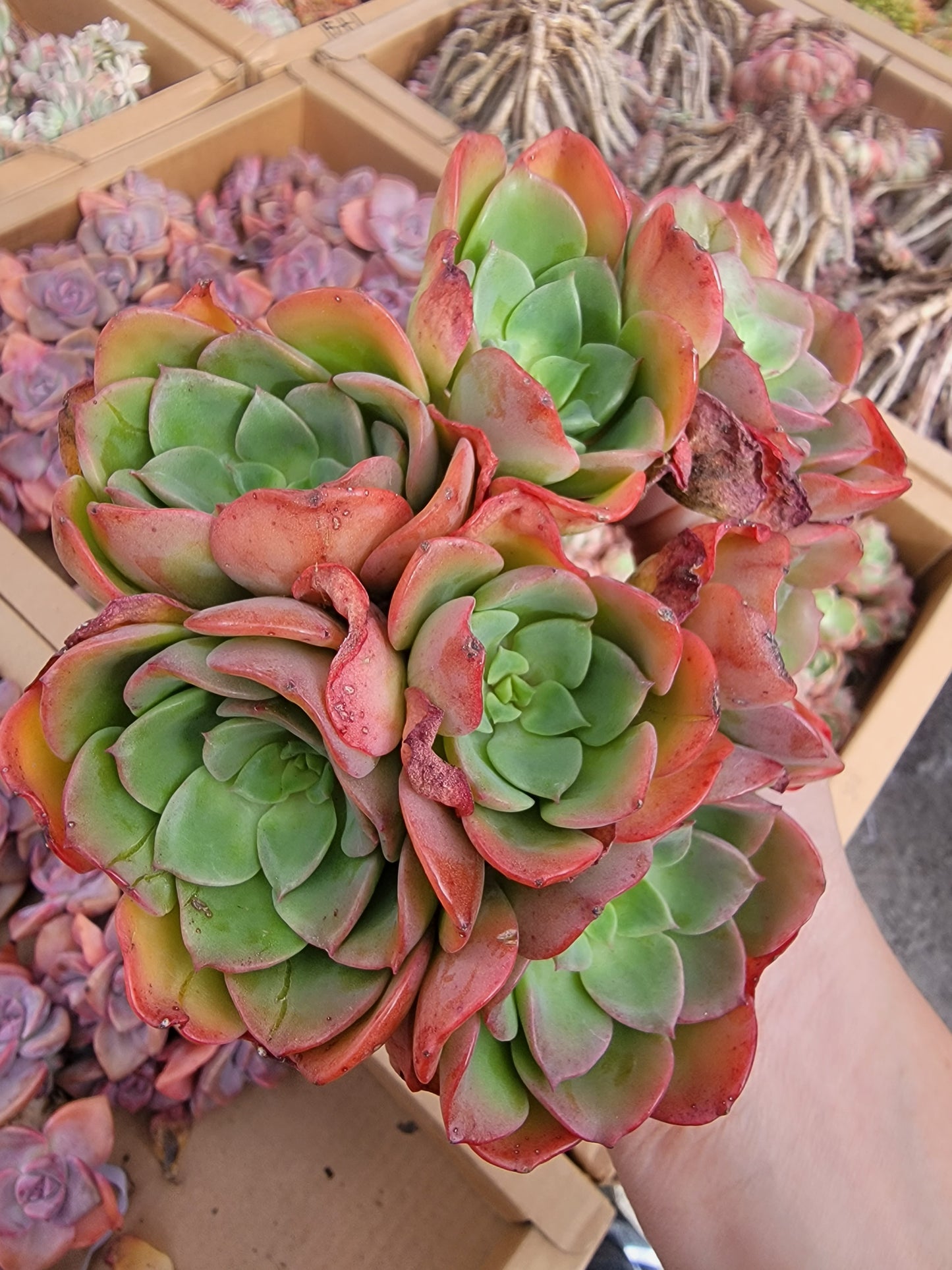 Imported Noble succulent ( color is currently green)