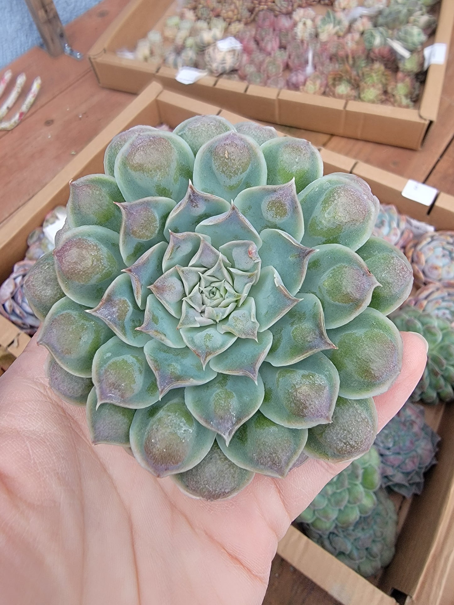 Imported Gilo succulent