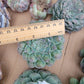 Imported Gilo succulent