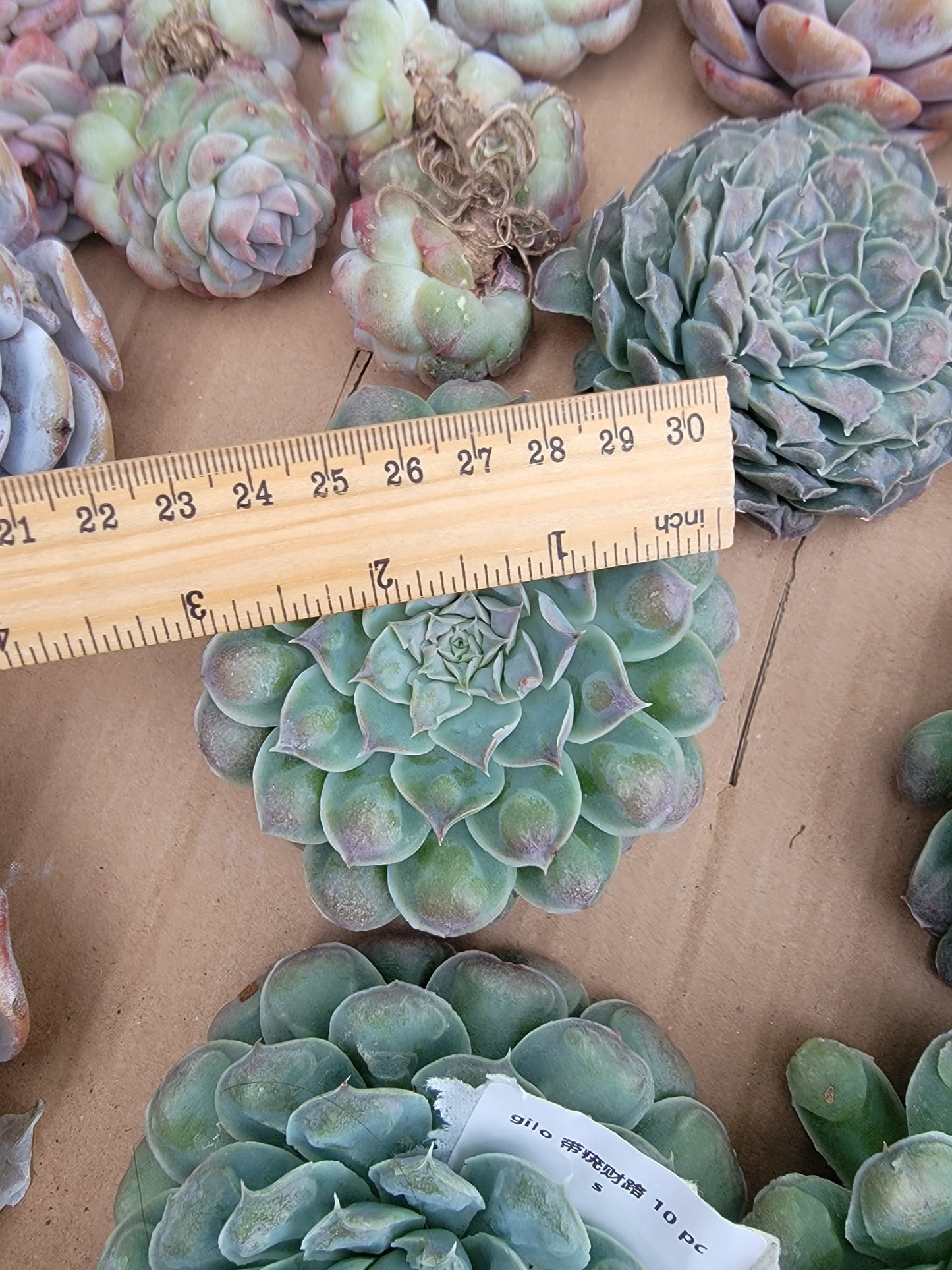 Imported Gilo succulent