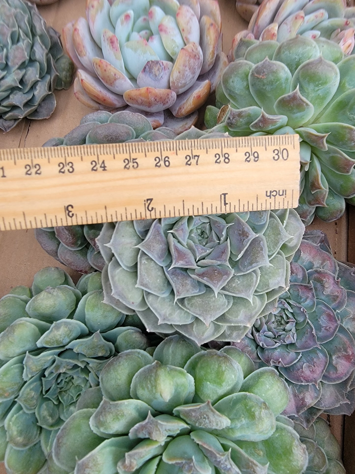 Imported Gilo succulent