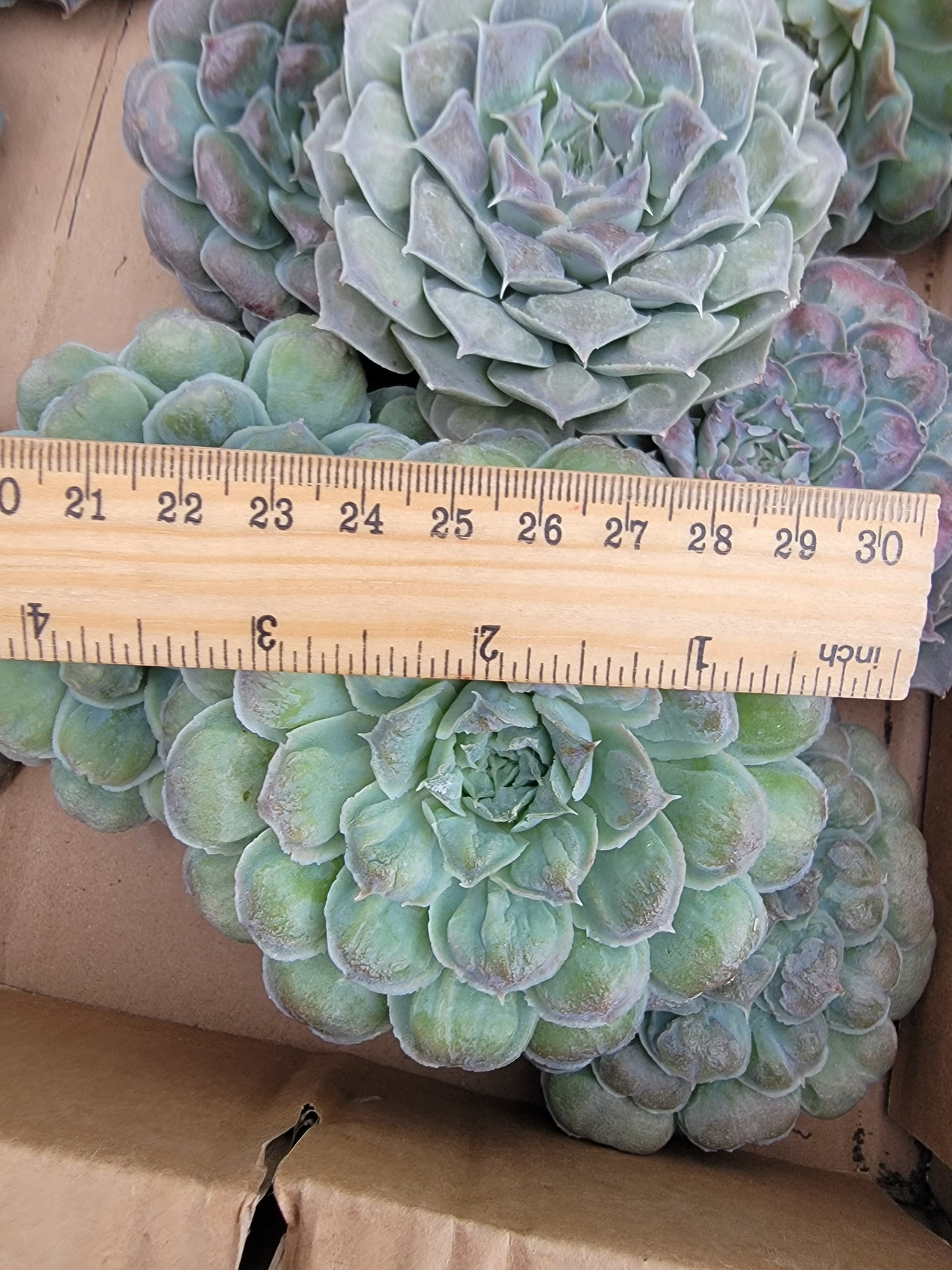 Imported Gilo succulent