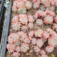 Imported Frosty Bloom succulent ( current color in green)