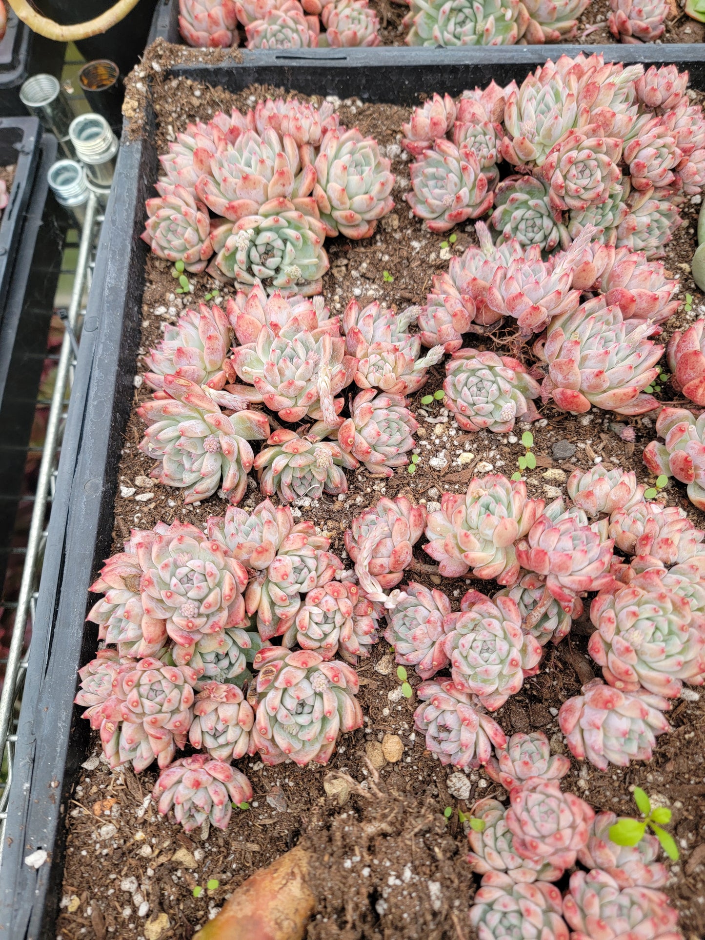 Imported Frosty Bloom succulent ( current color in green)