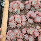 Imported Frosty Bloom succulent ( current color in green)