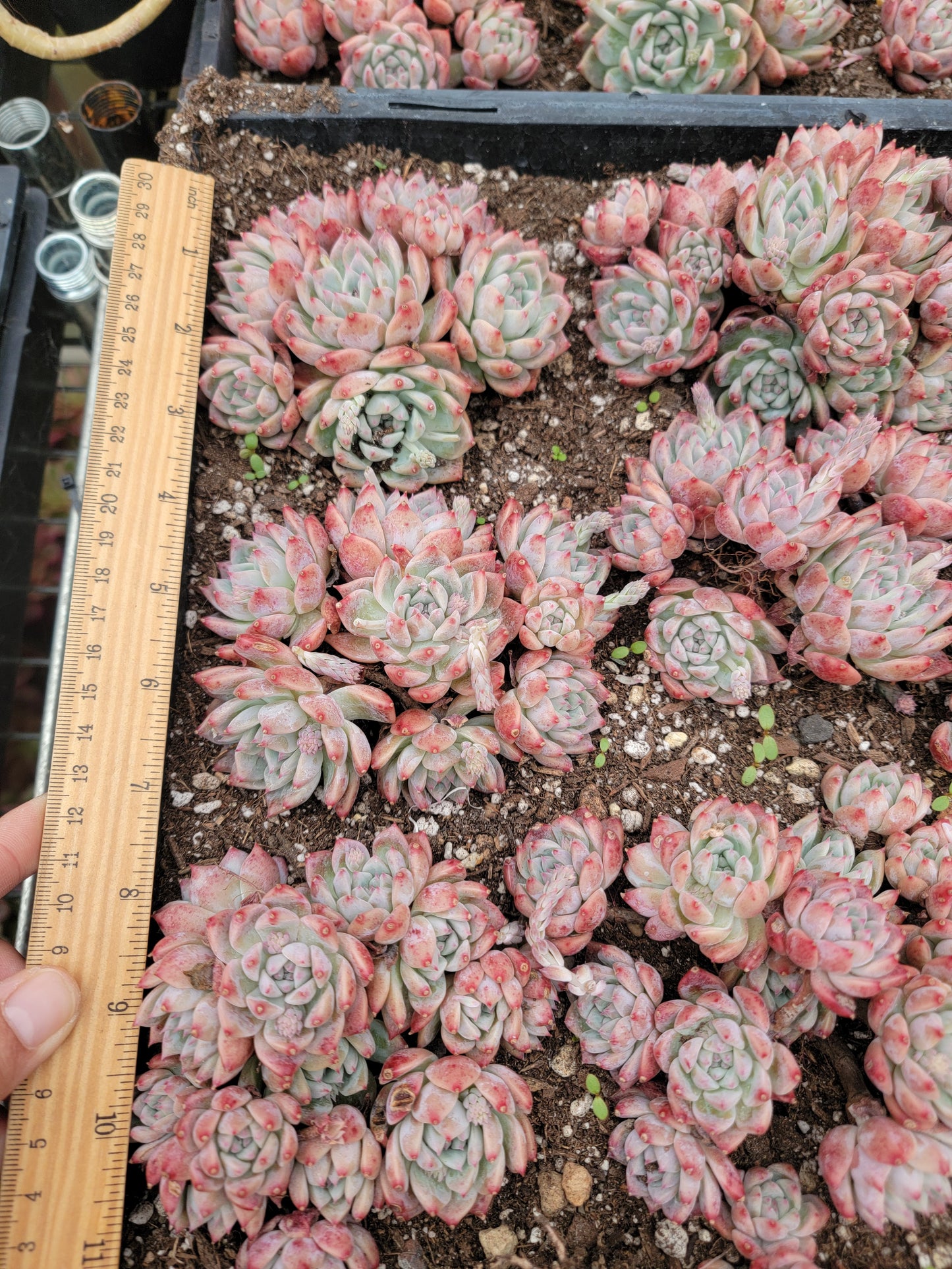 Imported Frosty Bloom succulent ( current color in green)