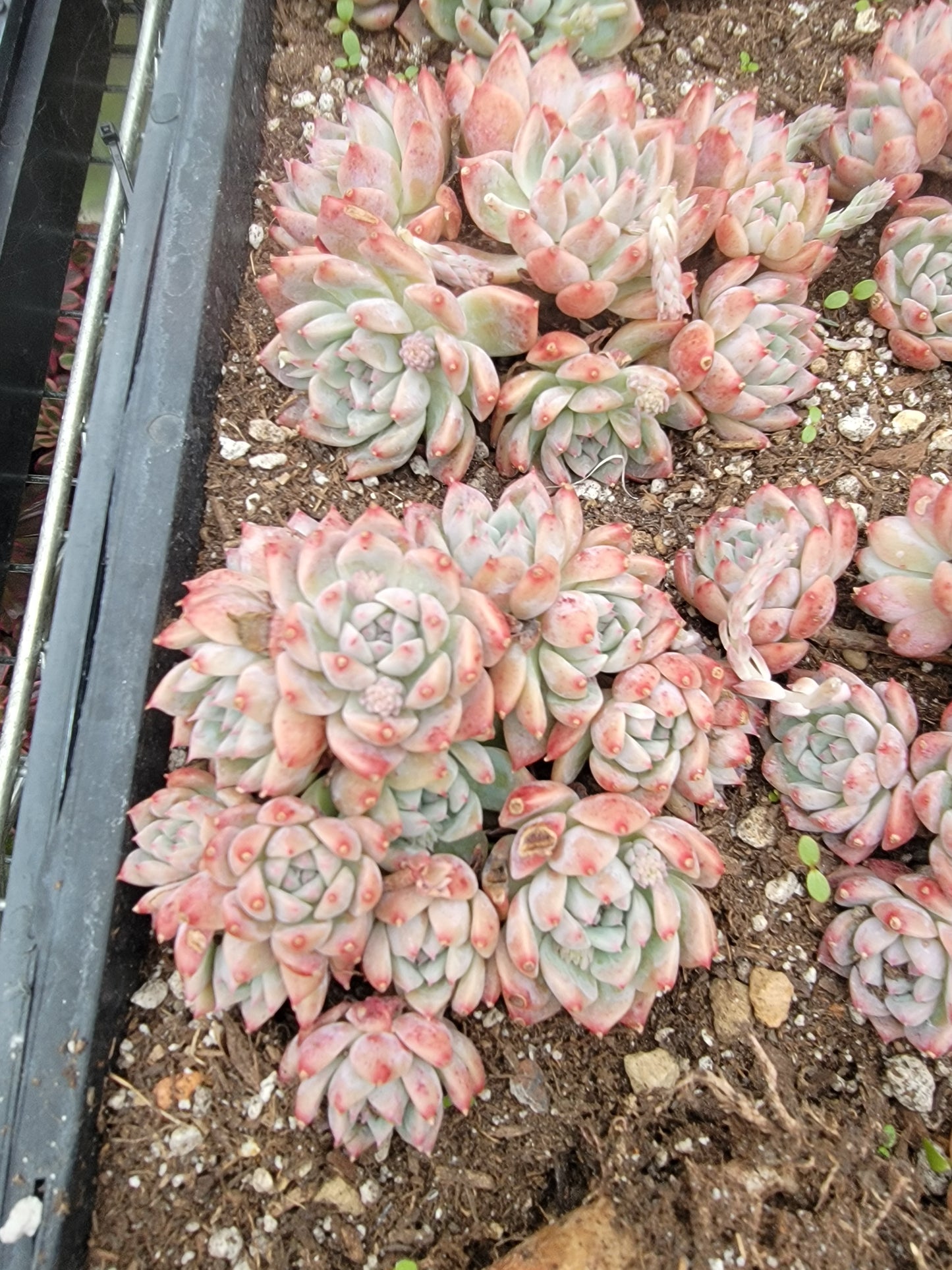 Imported Frosty Bloom succulent ( current color in green)