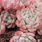 Imported Frosty Bloom succulent ( current color in green)