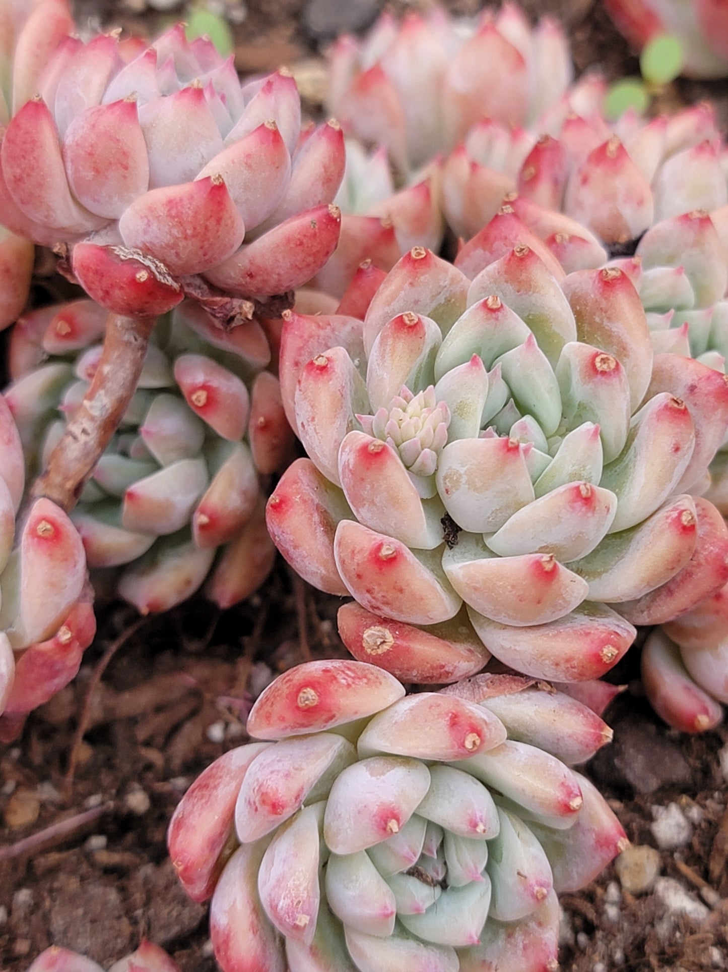 Imported Frosty Bloom succulent ( current color in green)