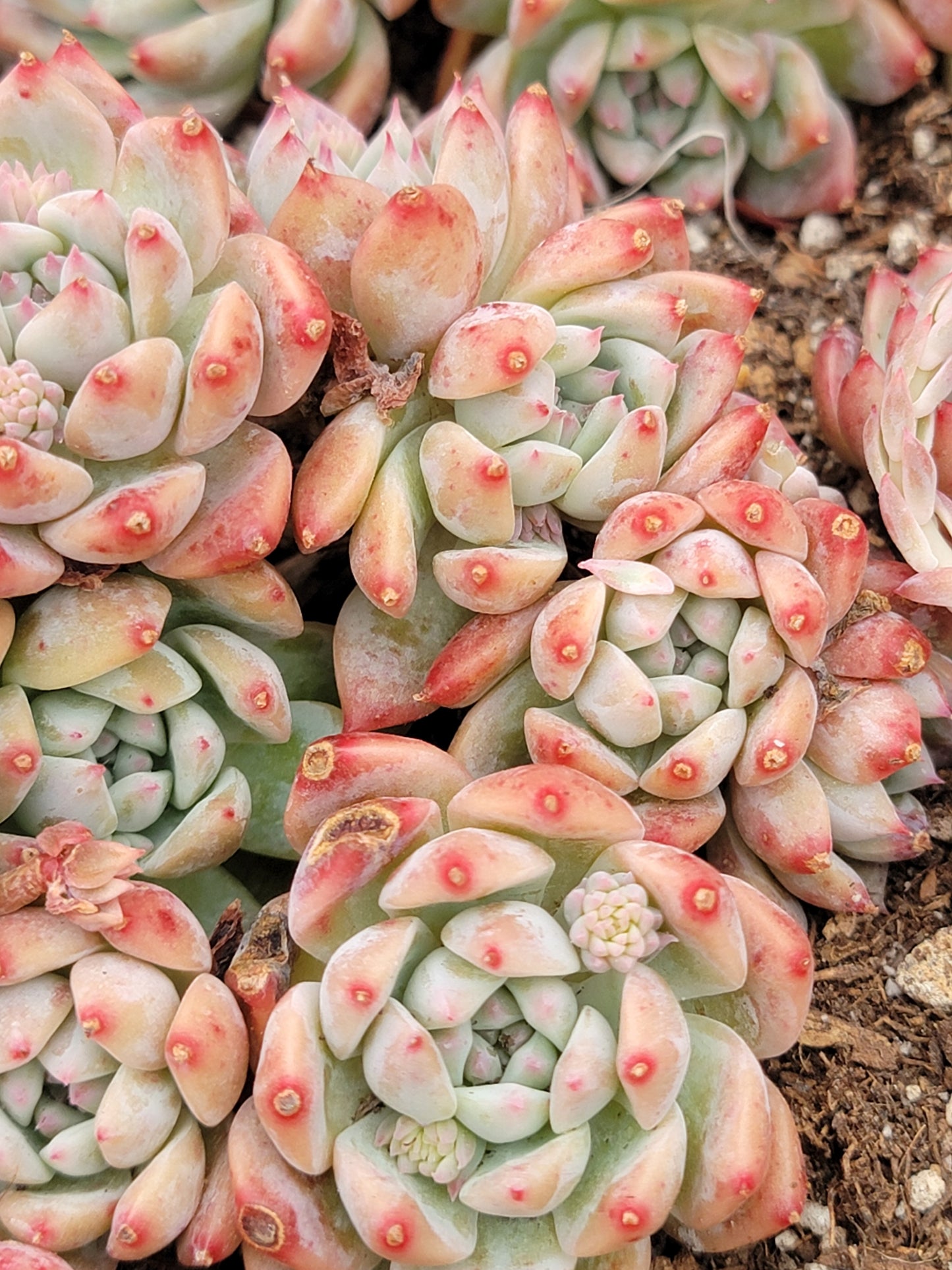 Imported Frosty Bloom succulent ( current color in green)