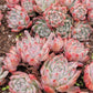 Imported Frosty Bloom succulent ( current color in green)