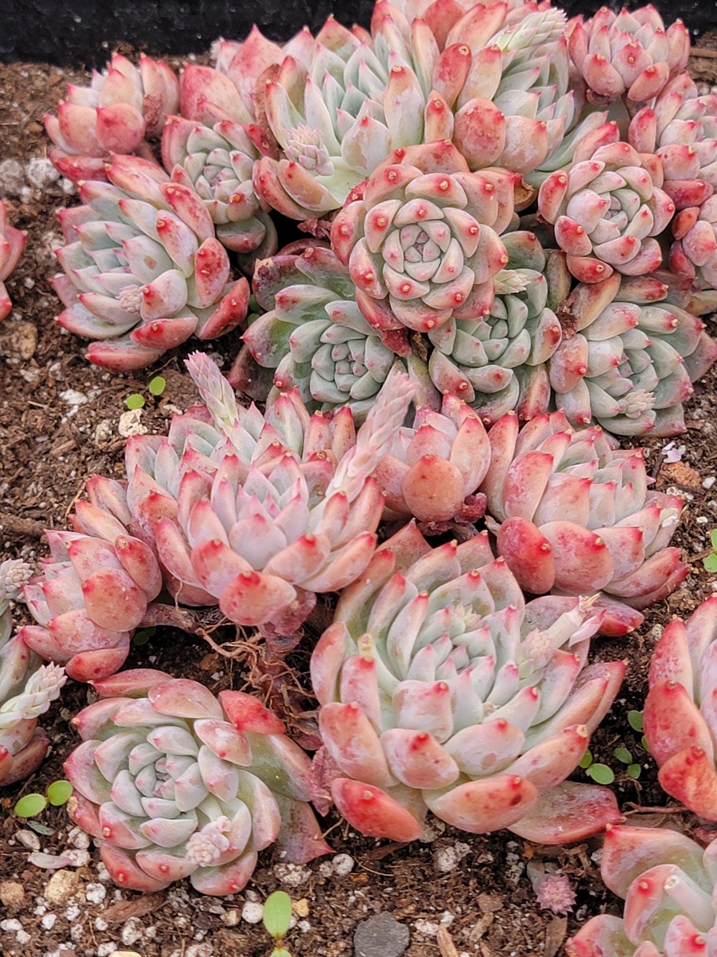 Imported Frosty Bloom succulent ( current color in green)