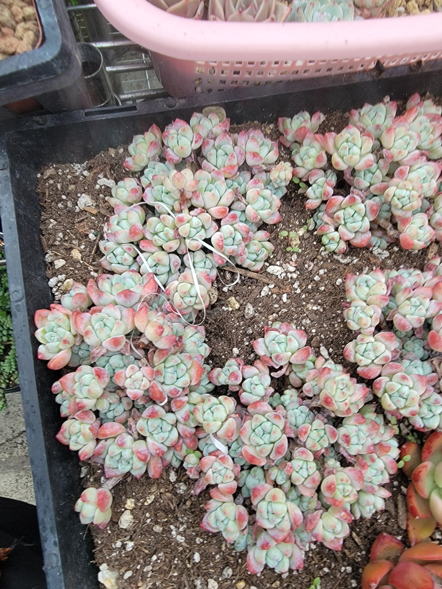 Imported Perfume princess succulent ( color may be a bit green)