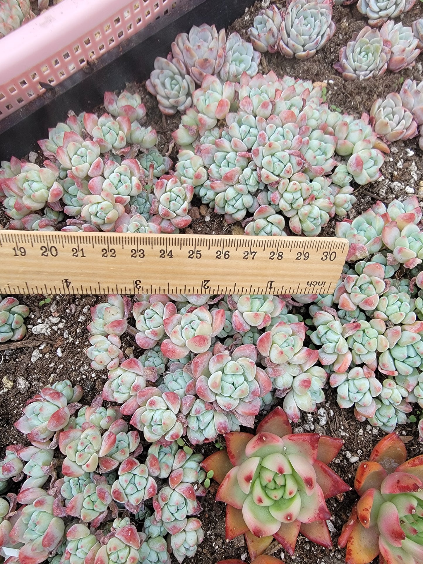 Imported Perfume princess succulent ( color may be a bit green)