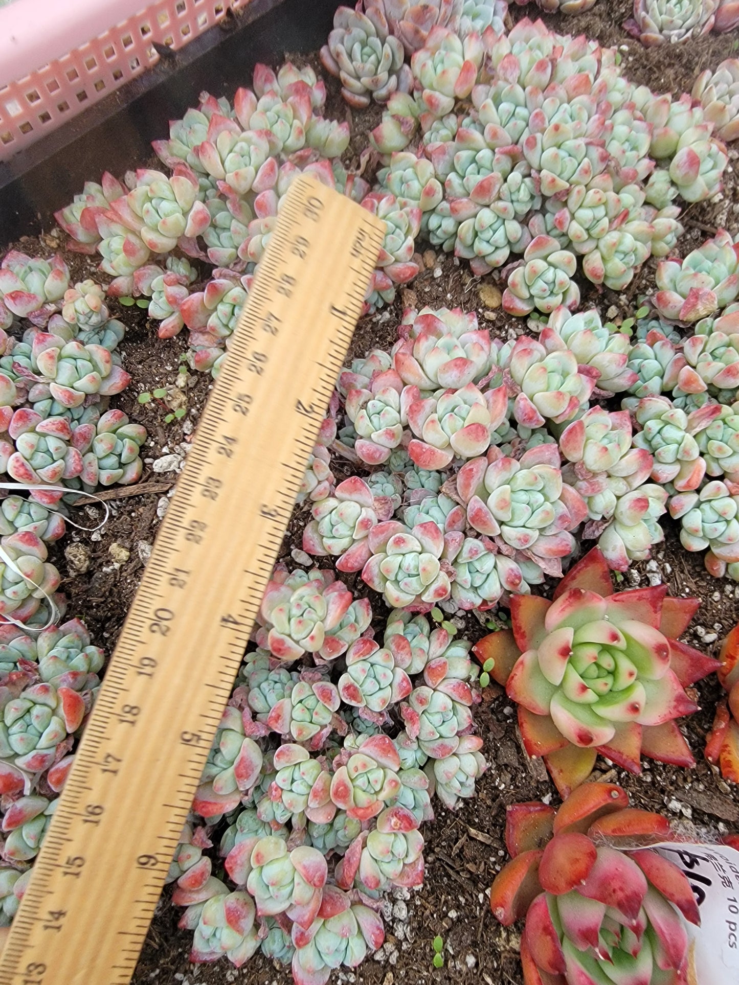 Imported Perfume princess succulent ( color may be a bit green)