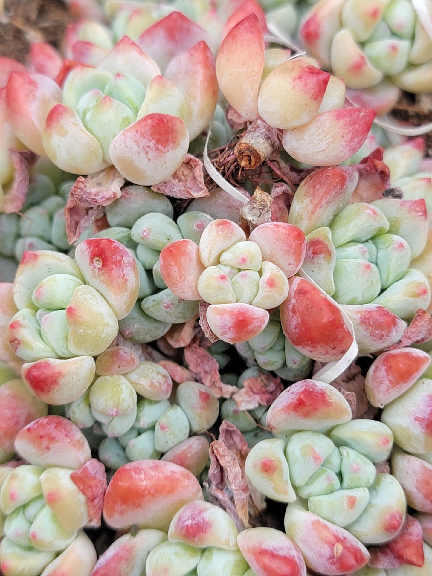 Imported Perfume princess succulent ( color may be a bit green)