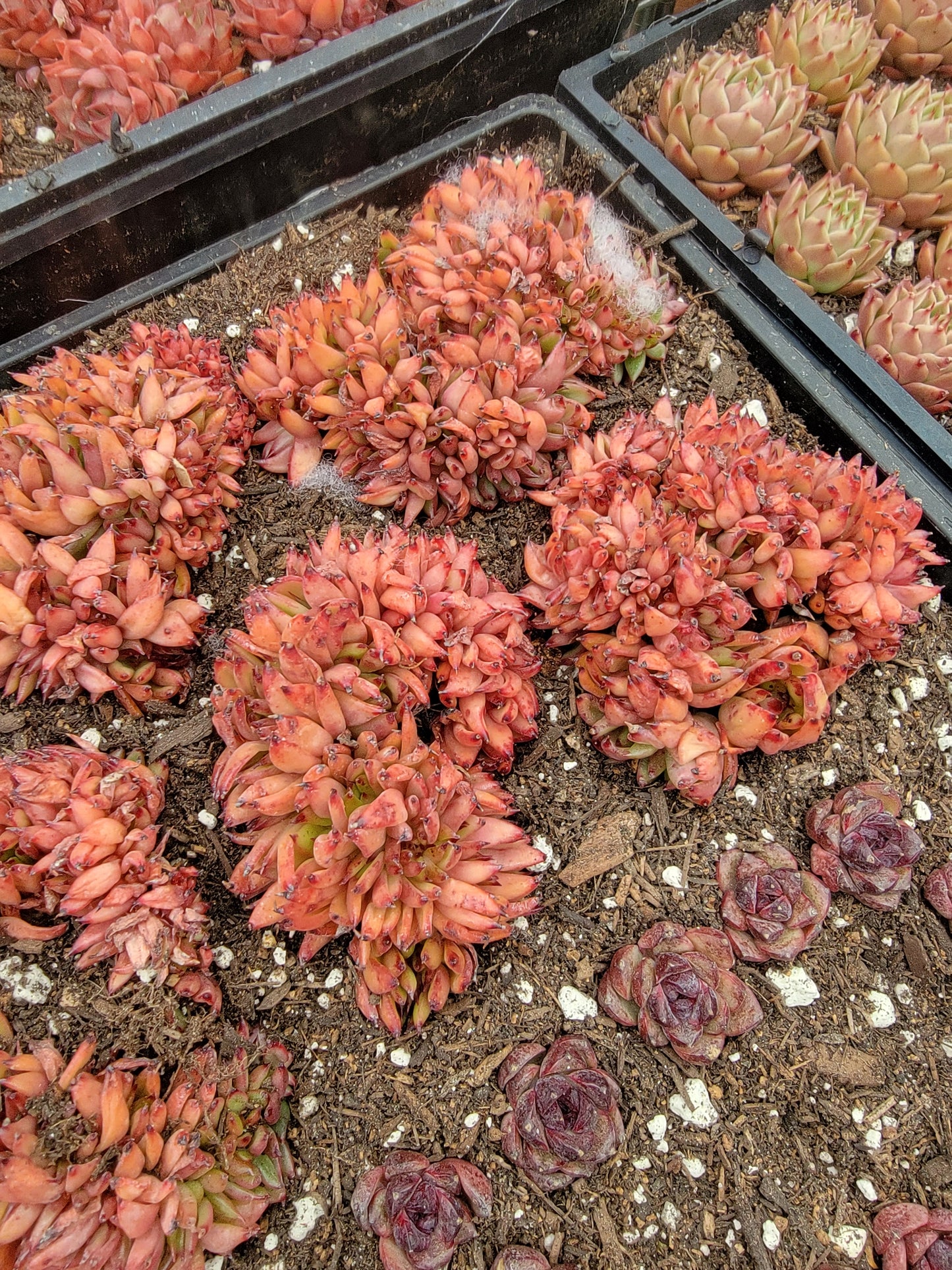 Imported EK soul crested succulent