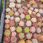 Imported mixed succulent 5 pcs