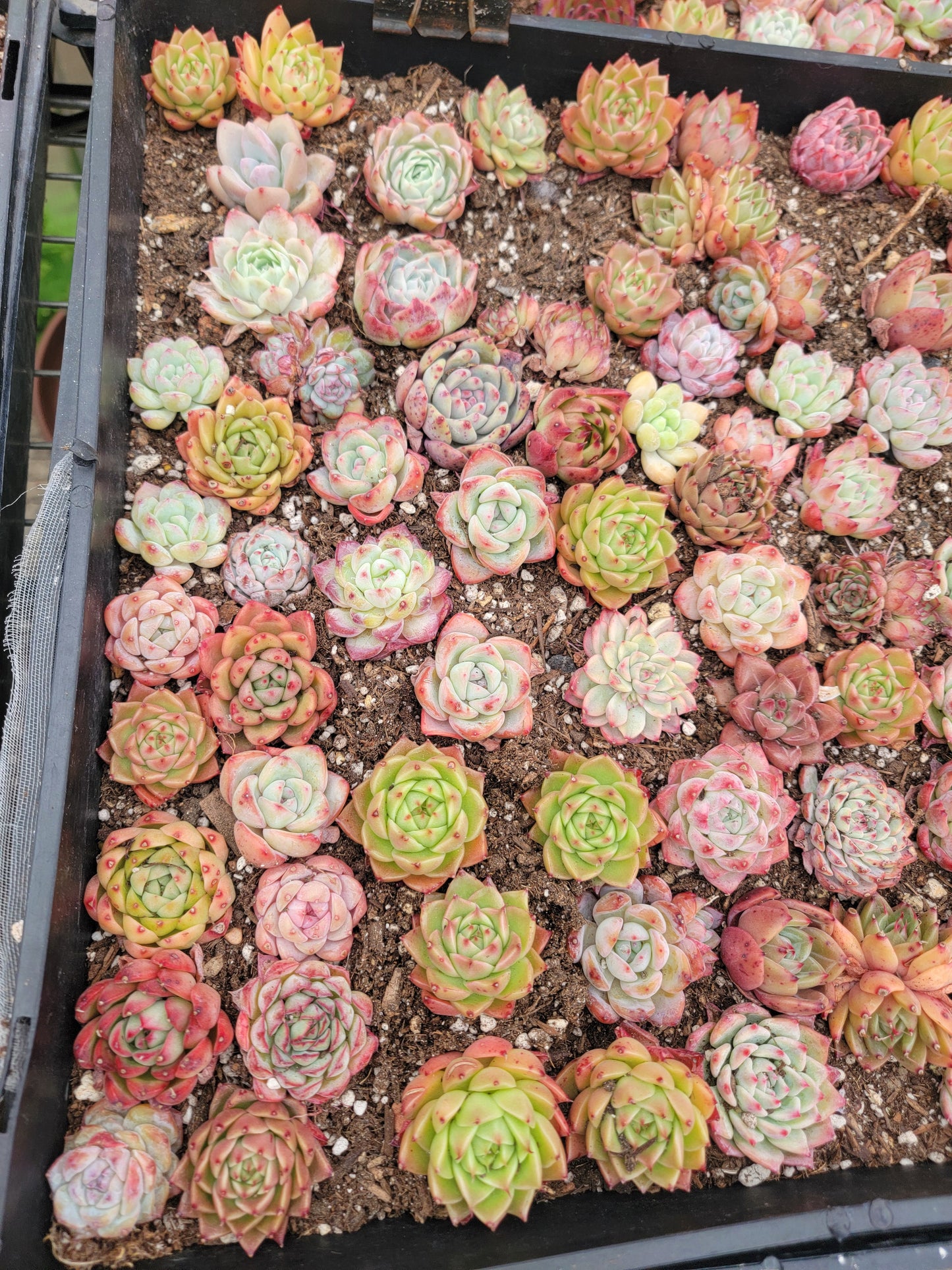 Imported mixed succulent 5 pcs