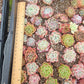 Imported mixed succulent 5 pcs