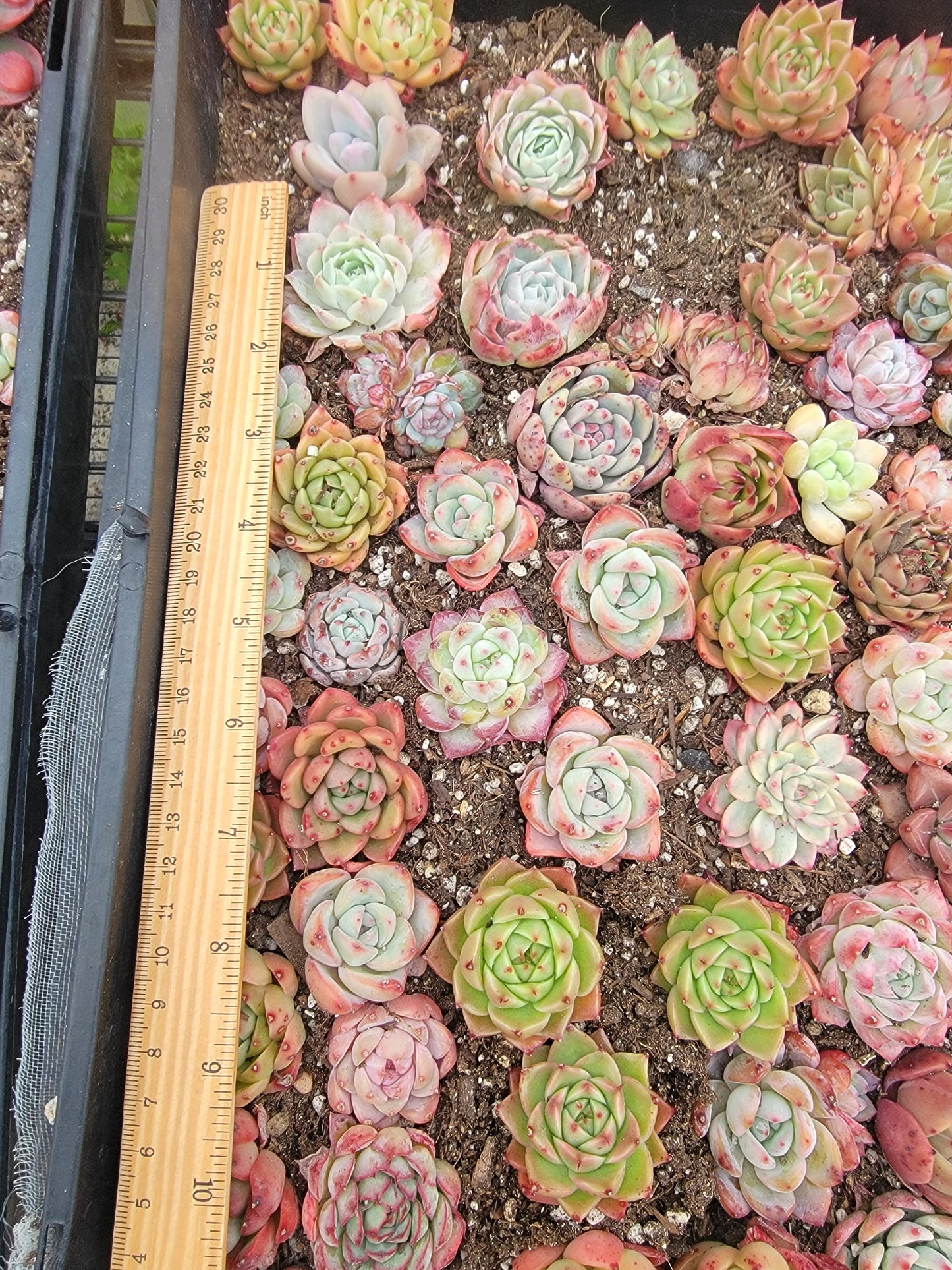 Imported mixed succulent 5 pcs