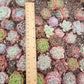 Imported mixed succulent 5 pcs