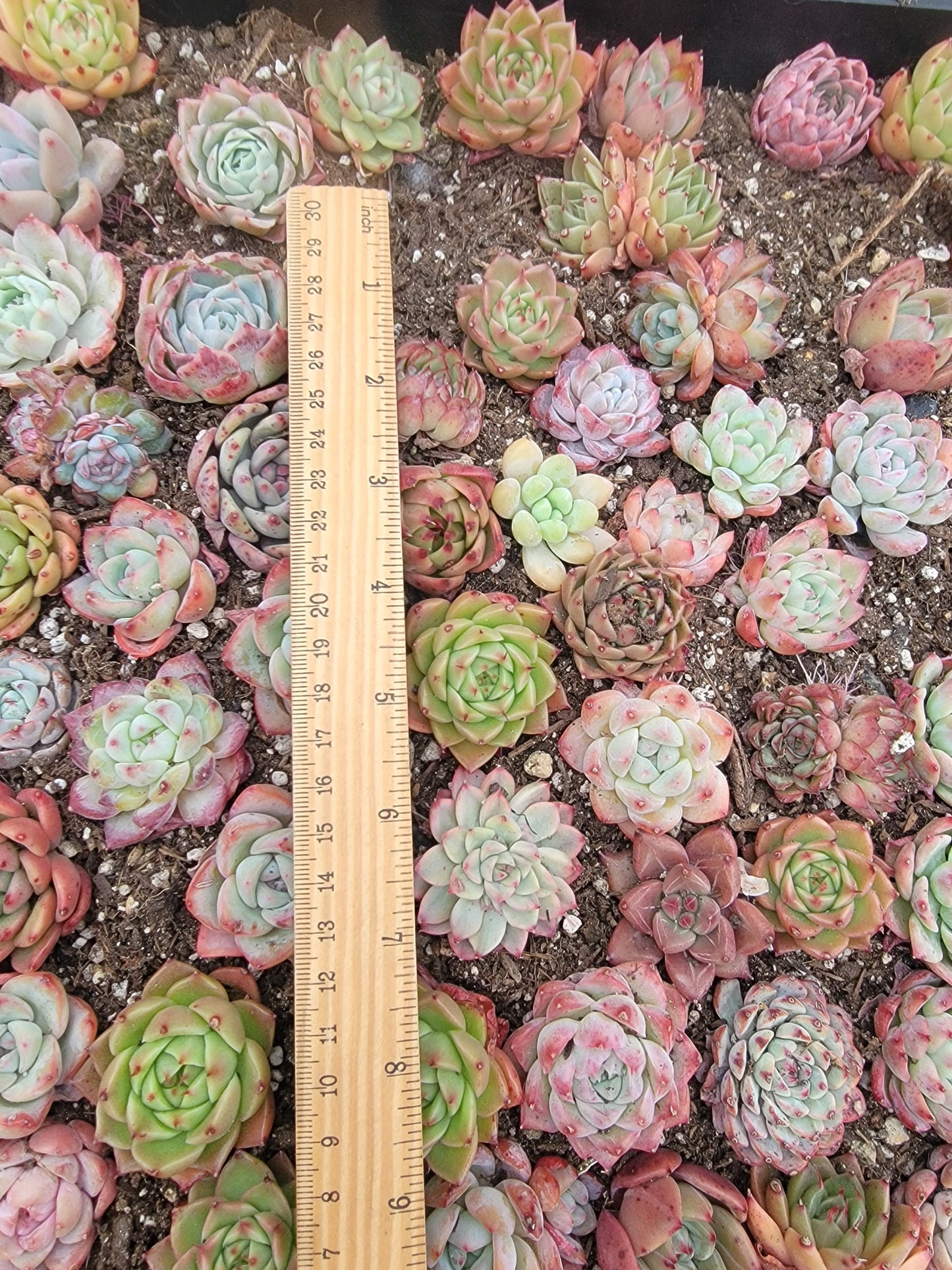 Imported mixed succulent 5 pcs