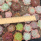 Imported mixed succulent 5 pcs