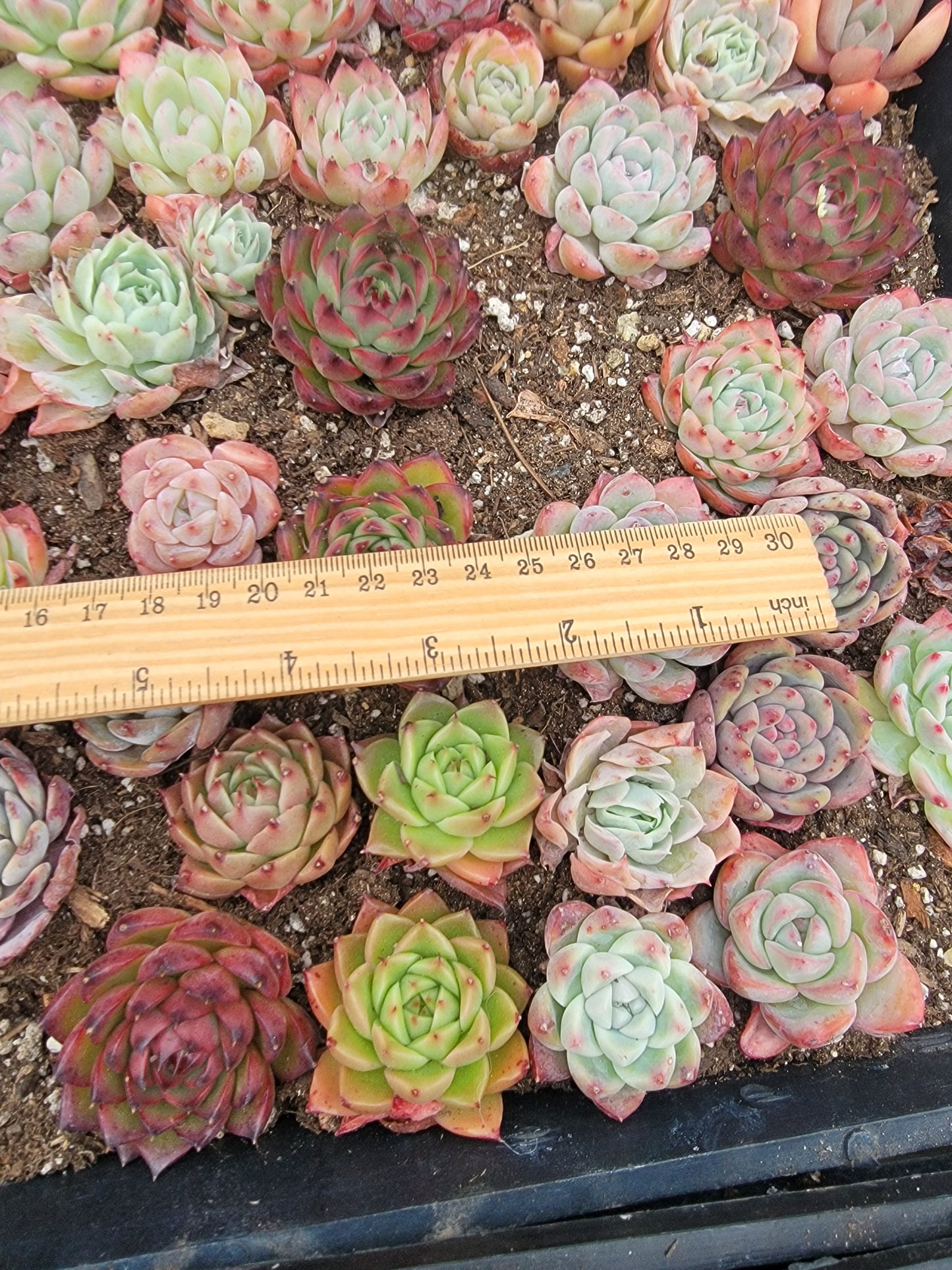 Imported mixed succulent 5 pcs