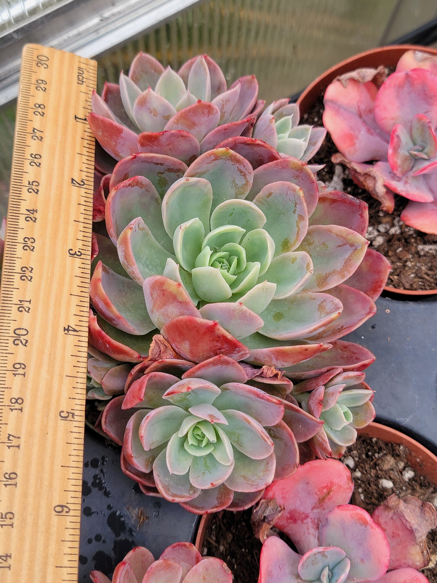 Imported Silk veil succulent ( color may be in green)