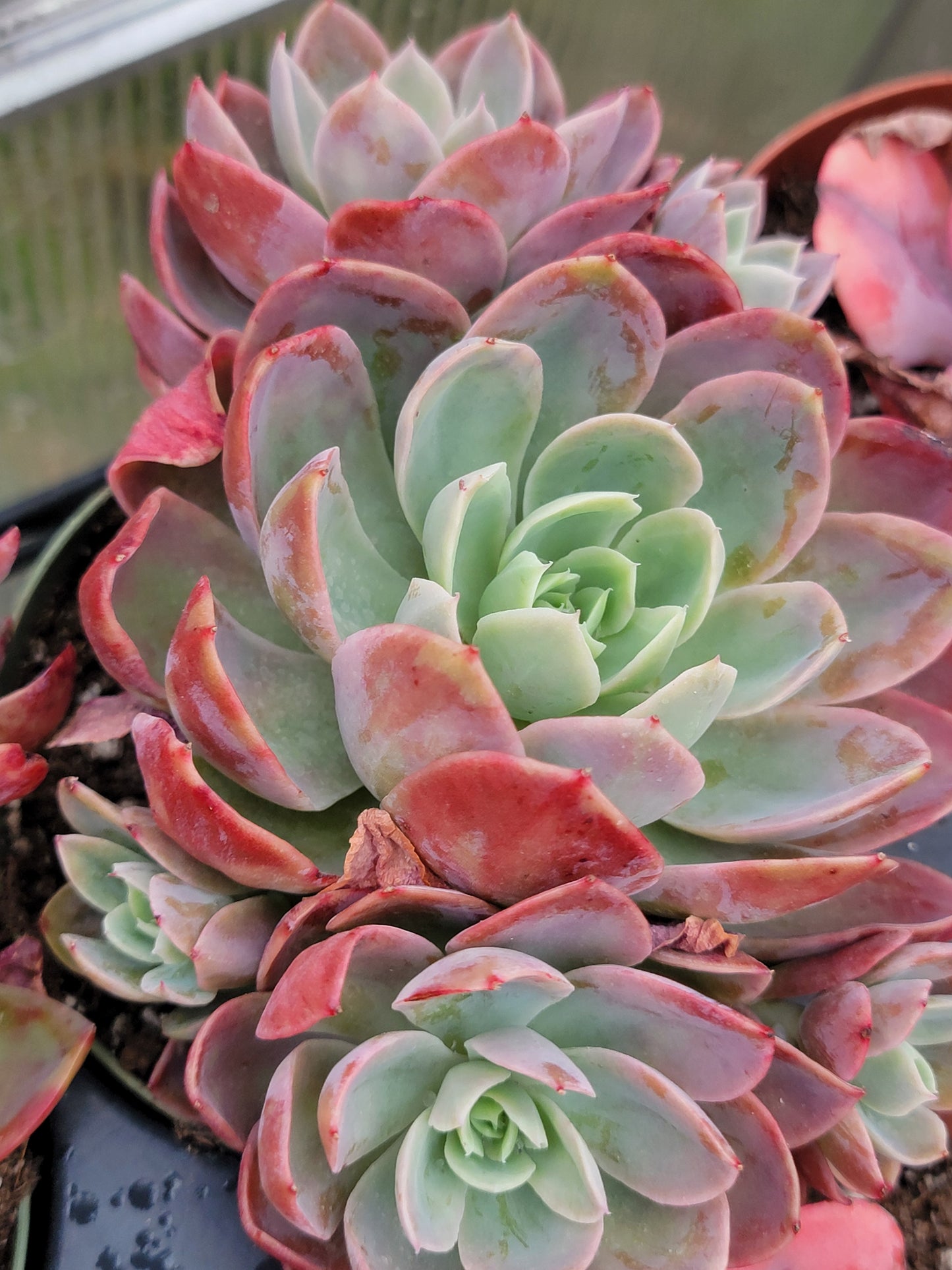 Imported Silk veil succulent ( color may be in green)