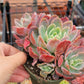 Imported Silk veil succulent ( color may be in green)