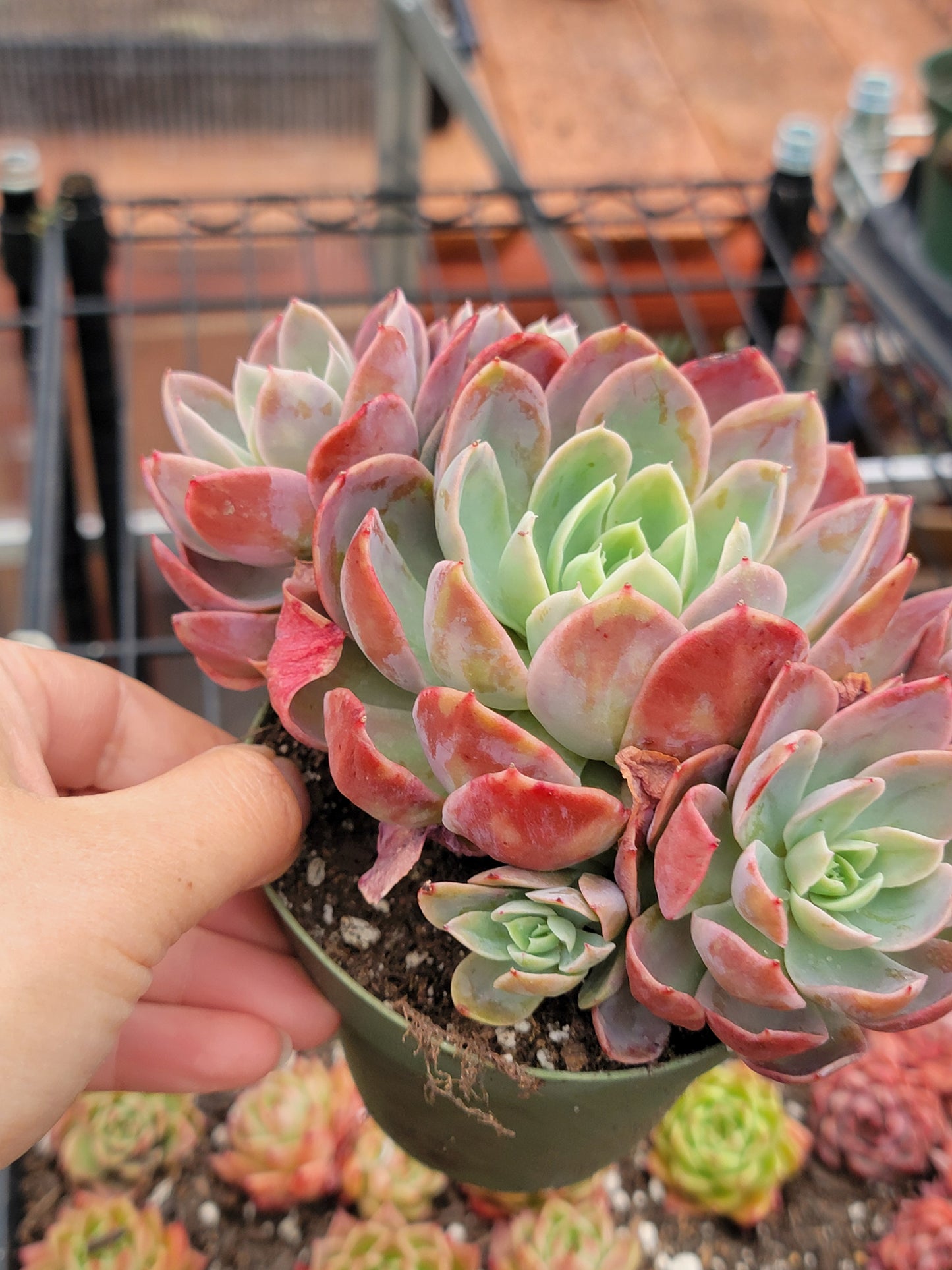 Imported Silk veil succulent ( color may be in green)