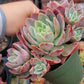 Imported Silk veil succulent ( color may be in green)