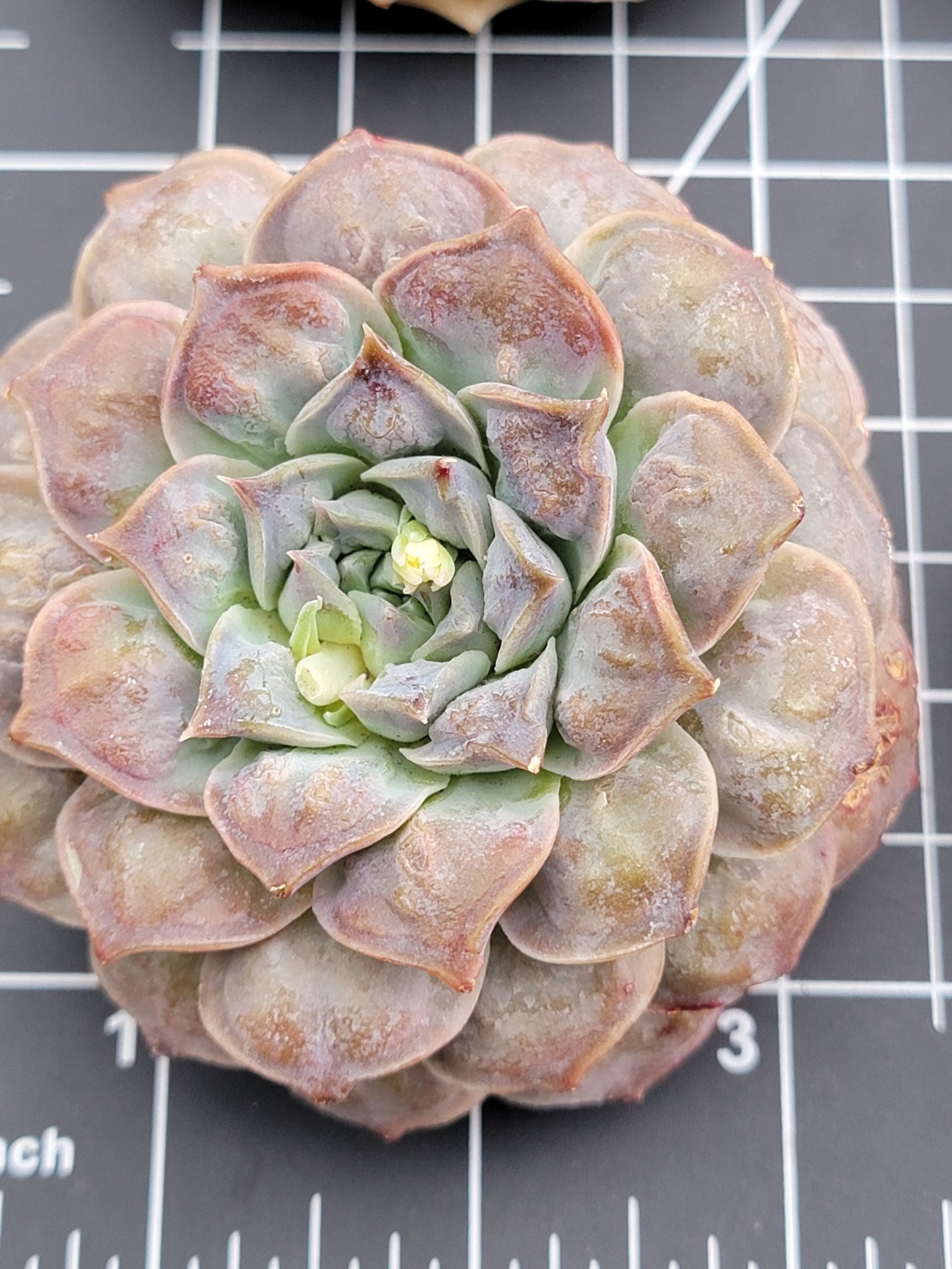 Imported Gilo succulent