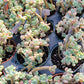 Imported sedum clavatum