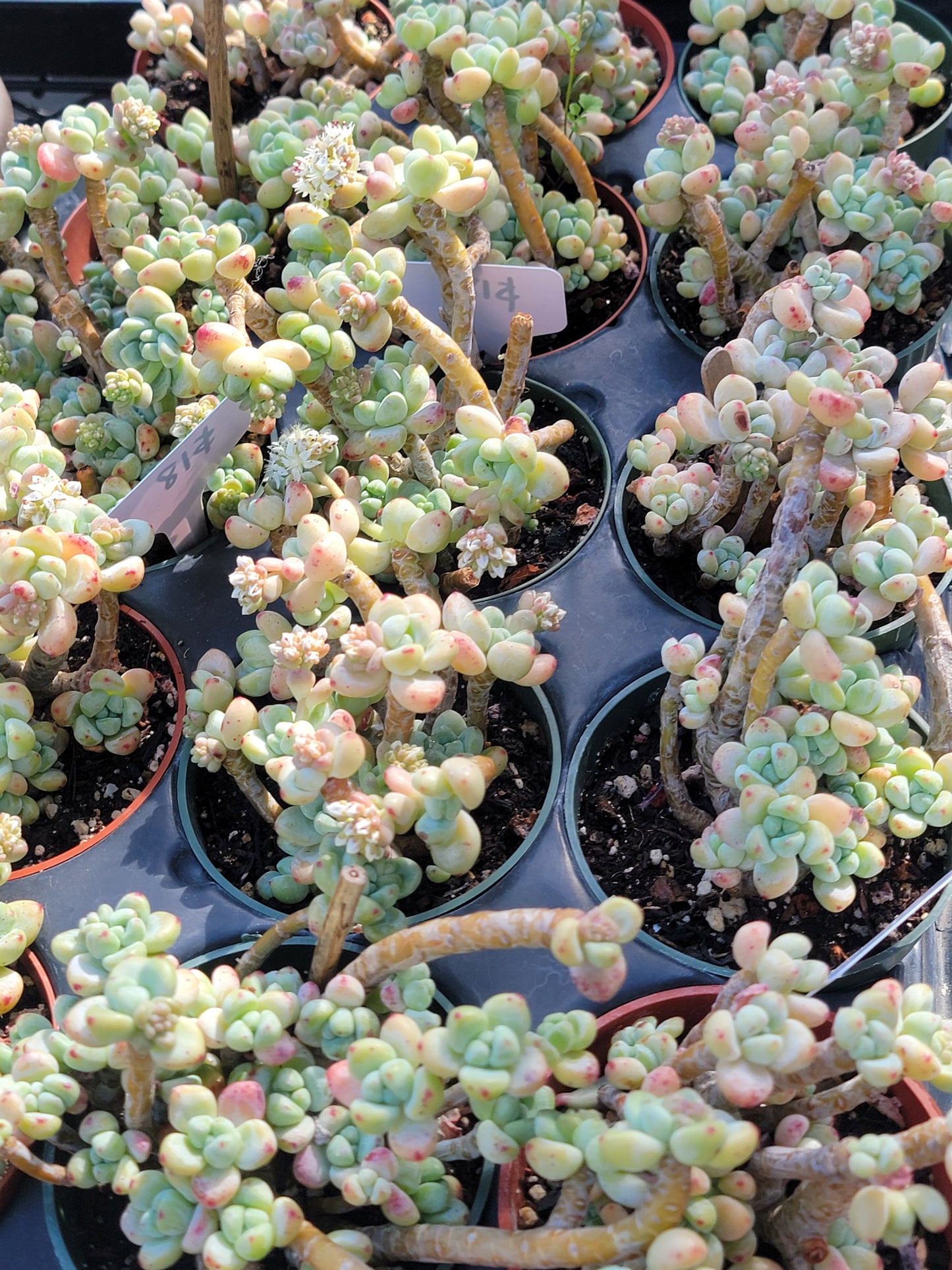 Imported sedum clavatum