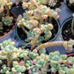 Imported sedum clavatum