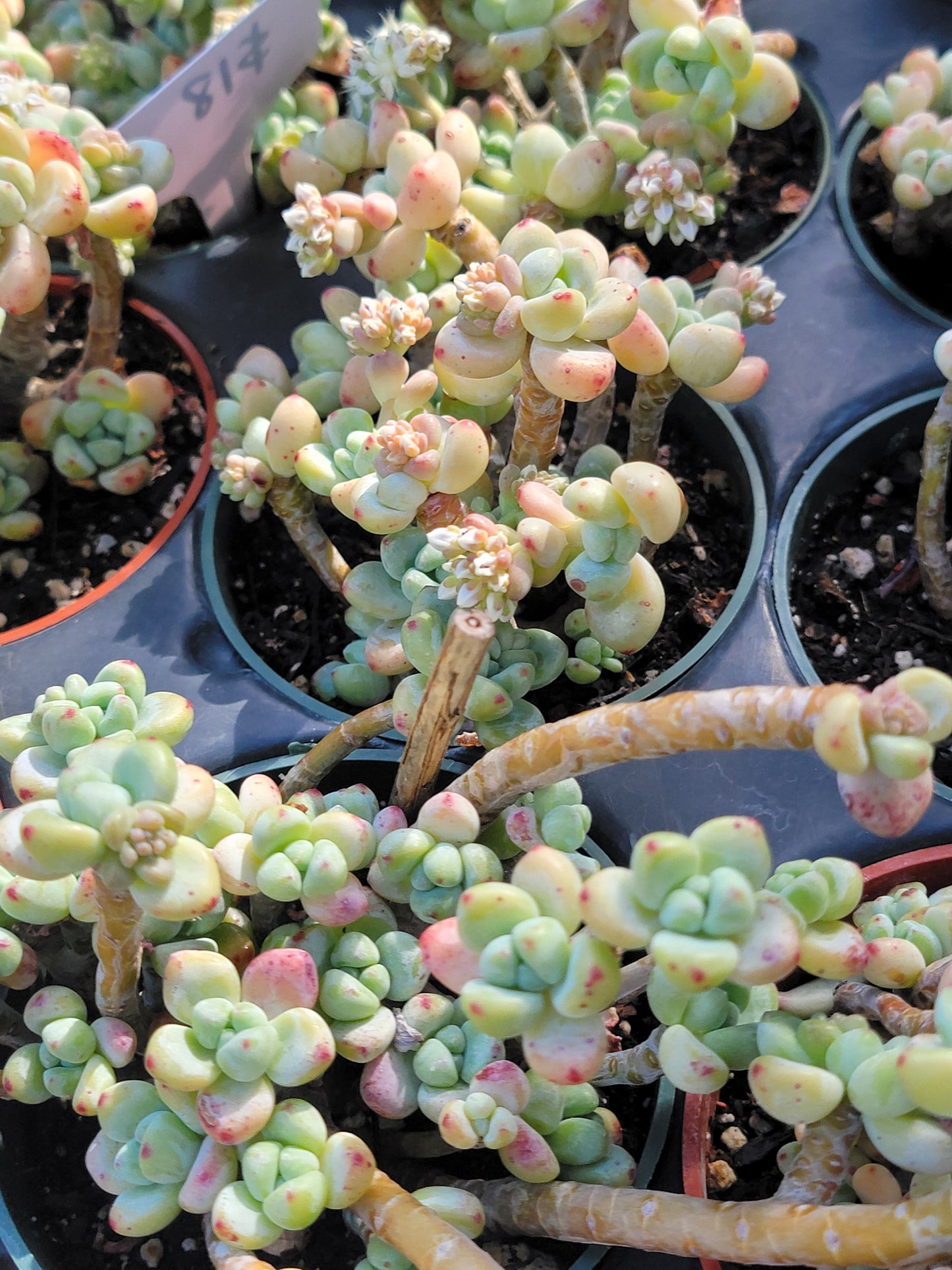 Imported sedum clavatum