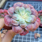 Imported Raindrops succulent ( color in a bit green)