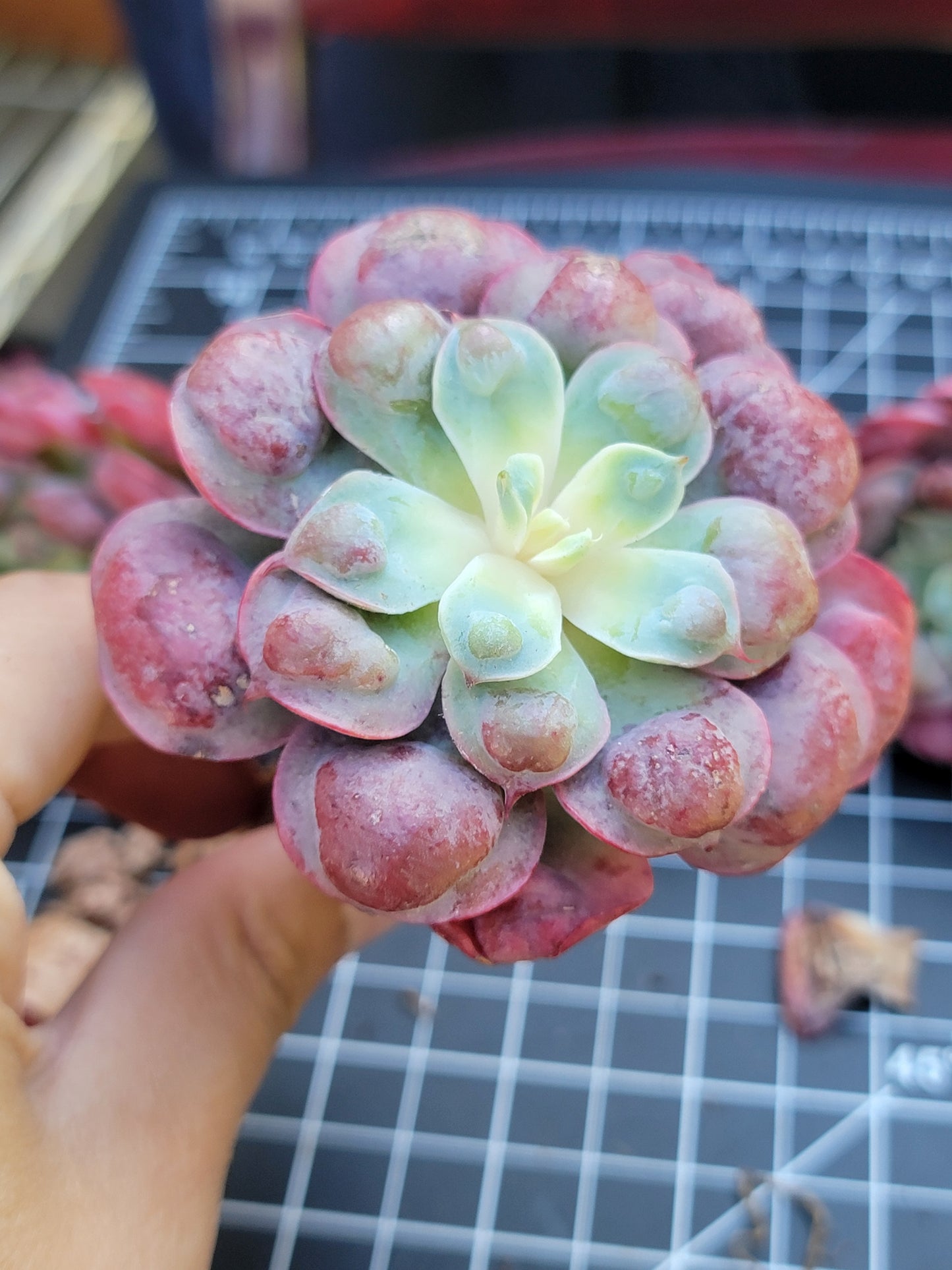 Imported Raindrops succulent ( color in a bit green)