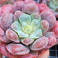 Imported Raindrops succulent ( color in a bit green)