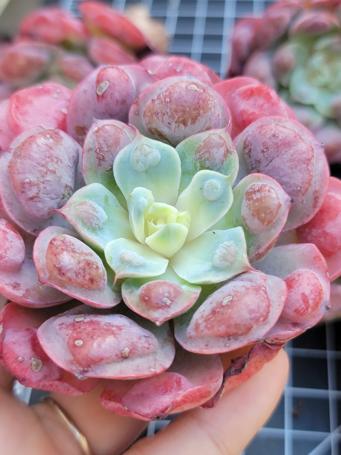 Imported Raindrops succulent ( color in a bit green)