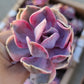 Imported rainbow succulent