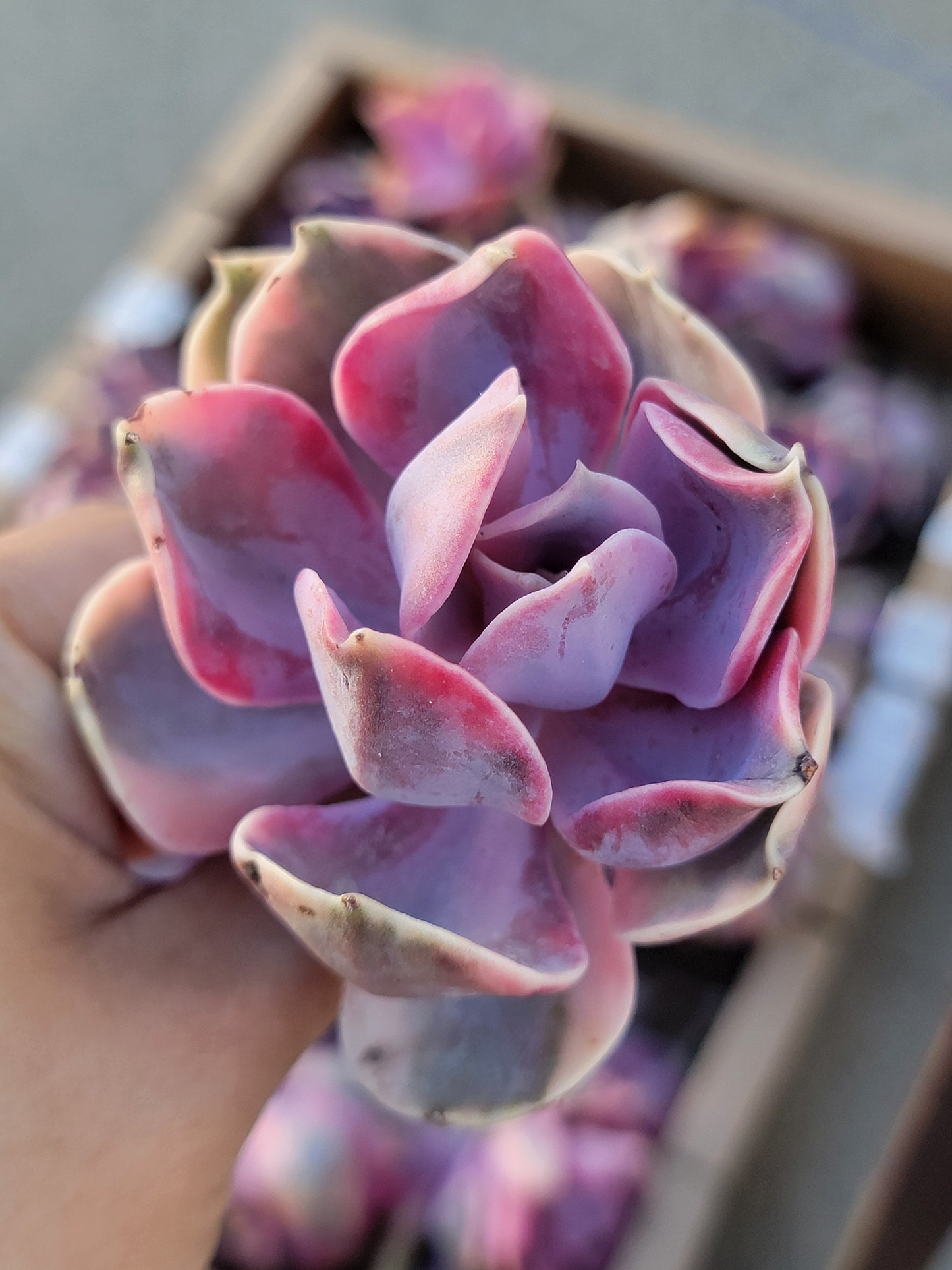 Imported rainbow succulent