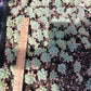 Imported daphne succulent 5 PCS ( SINGLE HEAD OR CLUSTER)