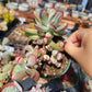 Imported Cotyledon orbiculata variegated long leaf