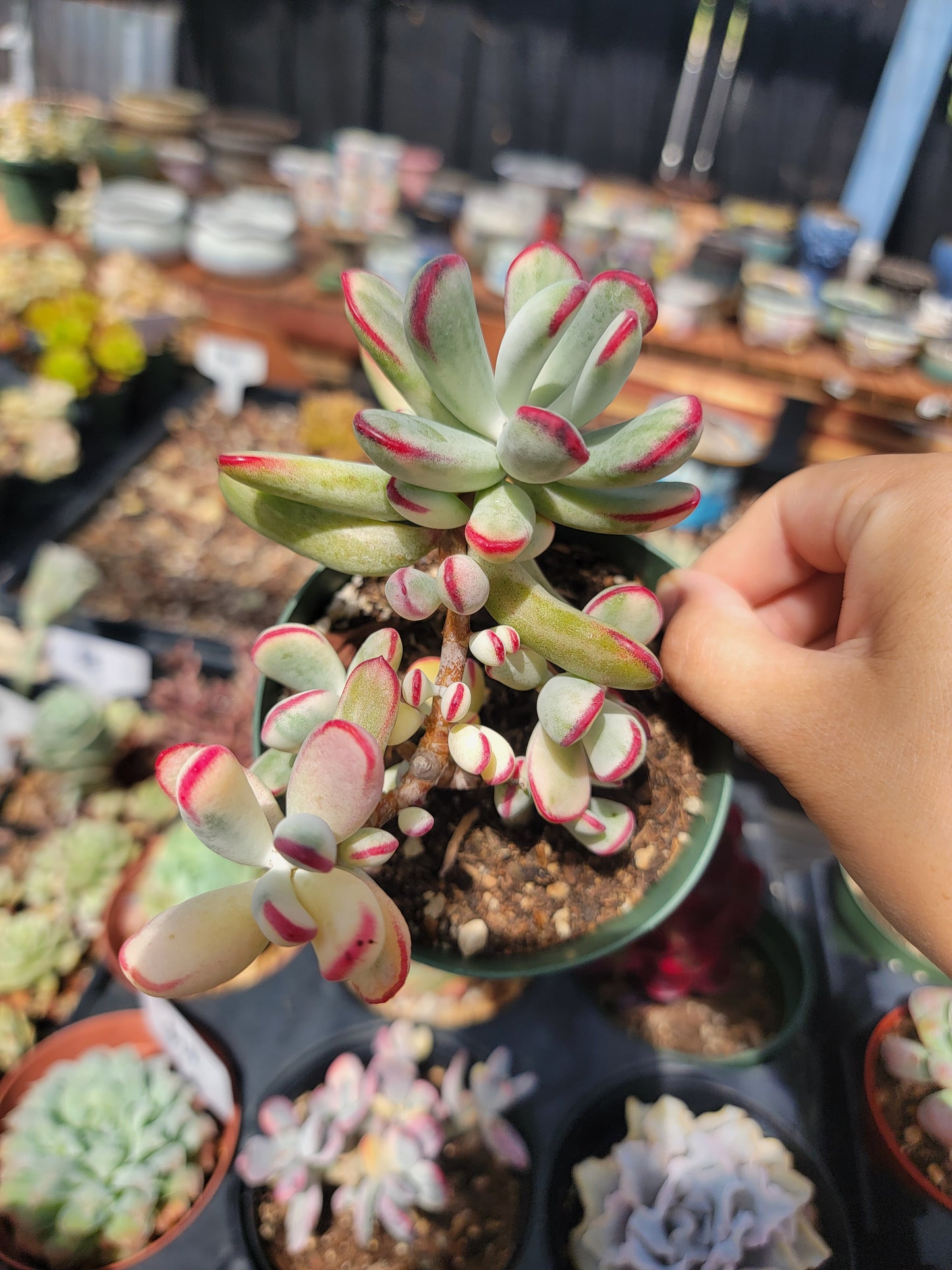 Imported Cotyledon orbiculata variegated long leaf